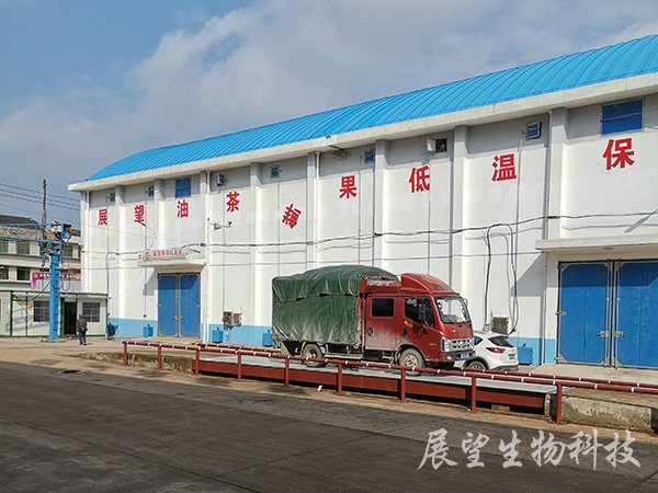 油茶鲜果收购 油茶鲜果收购